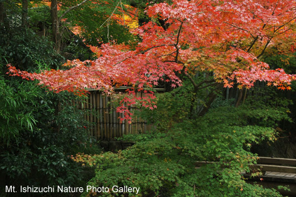 kyoto (051)